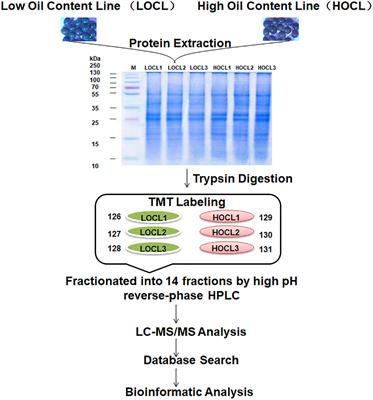 Tandem Mass Tag-Based Quantitative Proteomics Reveals Implication of a Late Embryogenesis Abundant Protein (BnLEA57) in Seed Oil Accumulation in Brassica napus L.